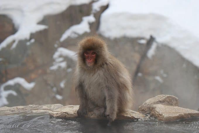 ทัวร์ดูลิงแก้มแดง